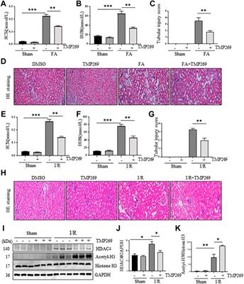 Class IIa histone deacetylase inhibition ameliorates acute kidney injury by suppressing renal tubular cell apoptosis and enhancing autophagy and proliferation